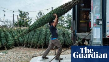 Imported Christmas trees cost more thanks to post-Brexit checks