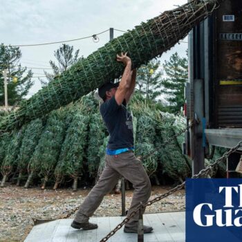 Imported Christmas trees cost more thanks to post-Brexit checks