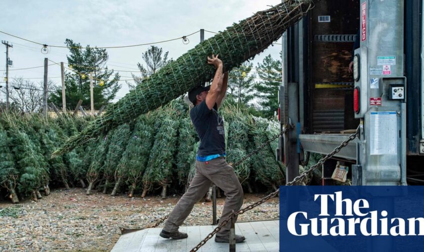 Imported Christmas trees cost more thanks to post-Brexit checks