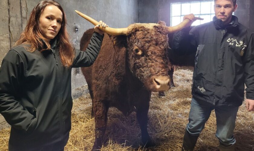 « Je ne finirai pas avec une corde au cou » : en colère, cette éleveuse de vaches Salers va manifester ce lundi