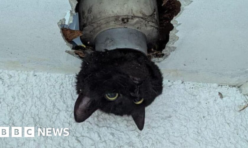 John the cat gets stuck in drainpipe