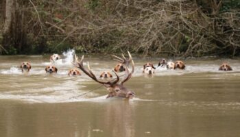 « L’Indien » tué lors d’une chasse à courre : il ne resterait que deux grands cerfs en forêt de Laigue