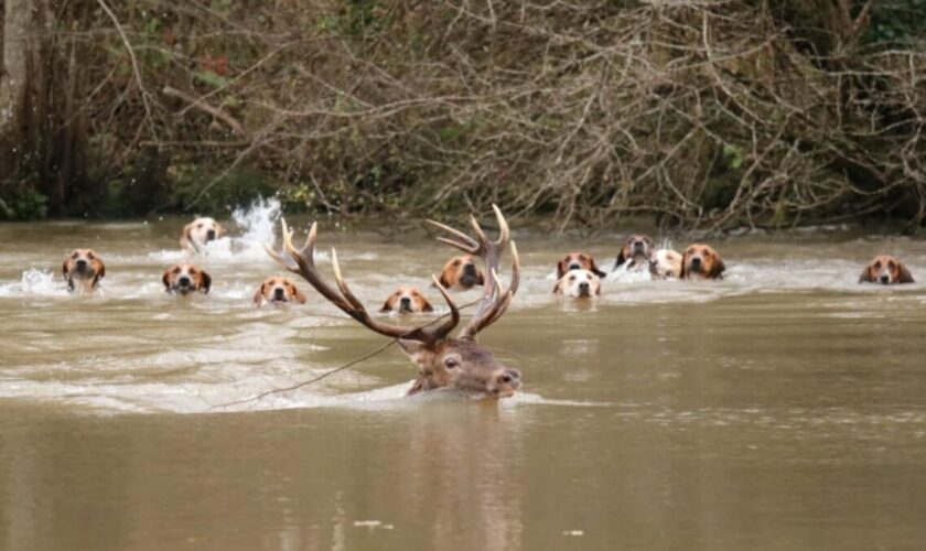 « L’Indien » tué lors d’une chasse à courre : il ne resterait que deux grands cerfs en forêt de Laigue