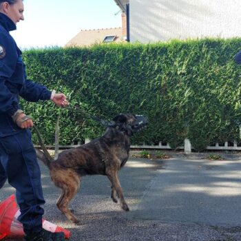 La Verrière : une brigade de dix chiens renifleurs prêts à débusquer la drogue et les armes