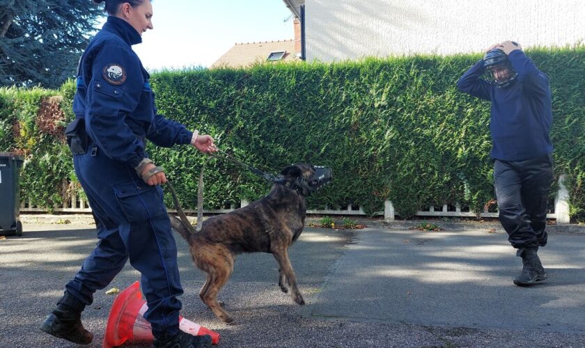 La Verrière : une brigade de dix chiens renifleurs prêts à débusquer la drogue et les armes