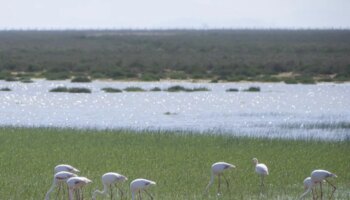 La burocracia atasca las ayudas a los agricultores de Doñana