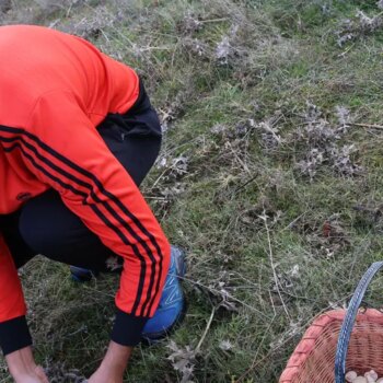 Los montes brindan una campaña micológica «como hacía tiempo»