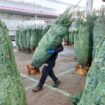 Mon beau sapin, roi du Marché : à un mois de Noël, la vente des sapins démarre à Rungis