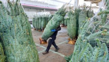 Mon beau sapin, roi du Marché : à un mois de Noël, la vente des sapins démarre à Rungis