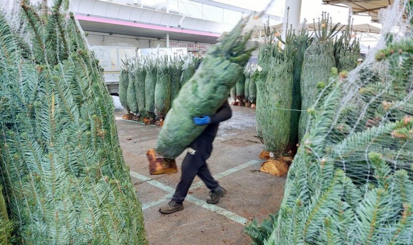 Mon beau sapin, roi du Marché : à un mois de Noël, la vente des sapins démarre à Rungis