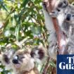 NSW government passes bill to repair ‘broken’ biodiversity offset scheme