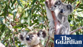 NSW government passes bill to repair ‘broken’ biodiversity offset scheme