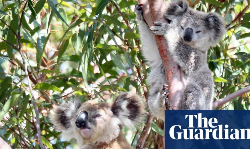 NSW government passes bill to repair ‘broken’ biodiversity offset scheme