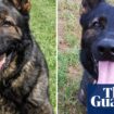 NSW police dogs died in car’s special cooling ‘pod’ when engine switched off, force says