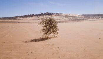 Nevada – Un journaliste de BFM TV violemment percuté en direct par une boule d’herbe séchée