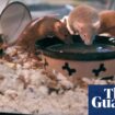 New Hampshire animal shelter struggles to house 1,000 mice