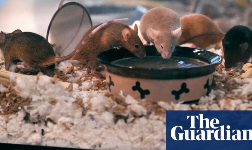 New Hampshire animal shelter struggles to house 1,000 mice