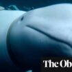 New film unravels mystery of the Russian ‘spy whale’