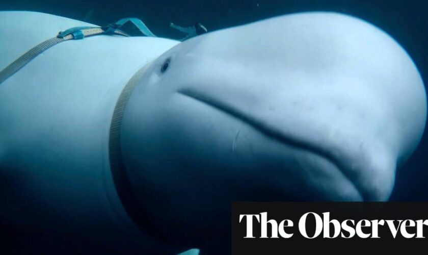 New film unravels mystery of the Russian ‘spy whale’