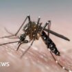 Novel way to beat dengue: Deaf mosquitoes stop having sex