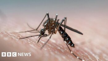 Novel way to beat dengue: Deaf mosquitoes stop having sex