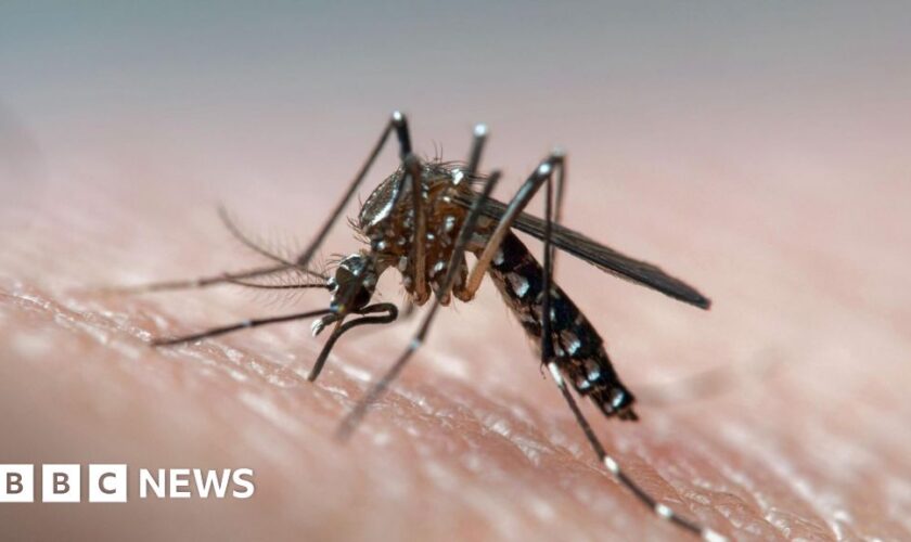 Novel way to beat dengue: Deaf mosquitoes stop having sex