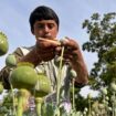 Opium production in Afghanistan rose despite ban: UN report