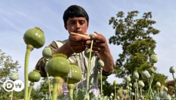 Opium production in Afghanistan rose despite ban: UN report