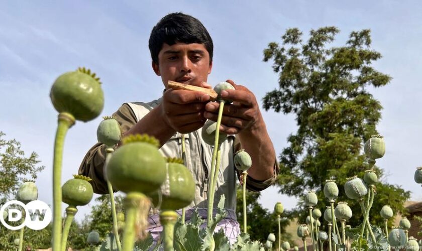 Opium production in Afghanistan rose despite ban: UN report