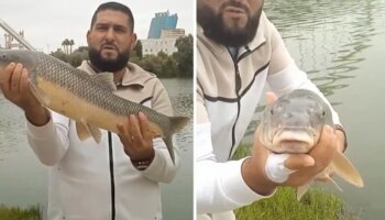 Pesca un barbo de más de 3 kilos en el Guadalquivir: «Mira qué cosa más grande»