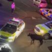 Police driver who hit cow cleared of wrongdoing