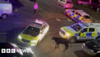 Police driver who hit cow cleared of wrongdoing