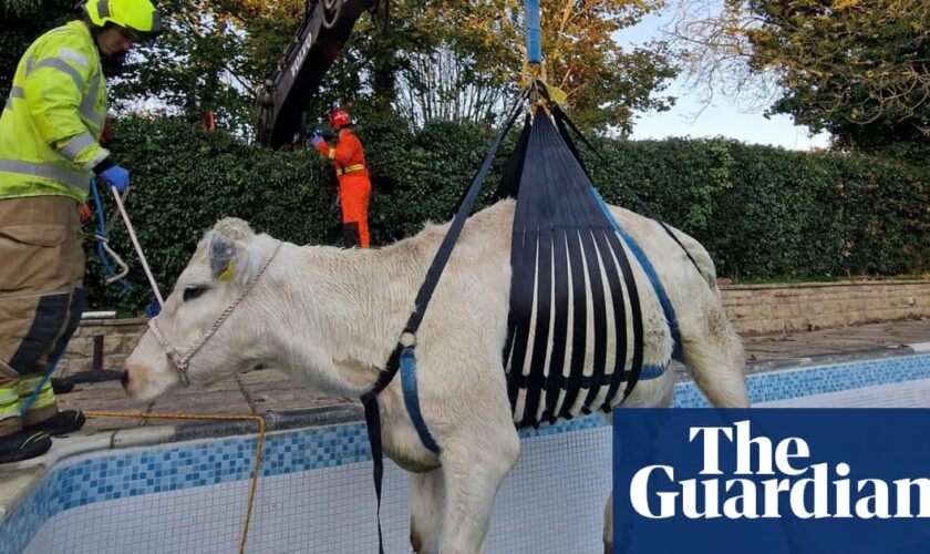 Pregnant cow rescued after getting stuck in swimming pool in Rutland