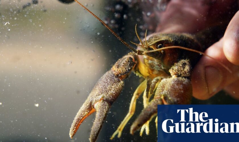 Rescue mission begins after mysterious crayfish deaths in Northumberland