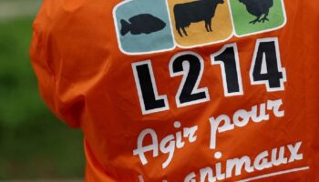 Savoie: un abattoir suspendu après une plainte de L214 pour «actes de cruauté»