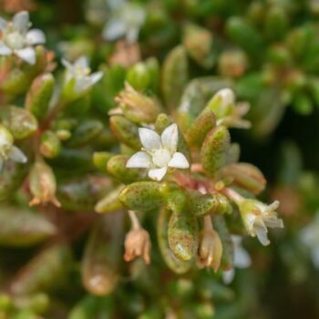 Si cette plante se trouve dans votre jardin, vous risquez 150.000 euros d’amende