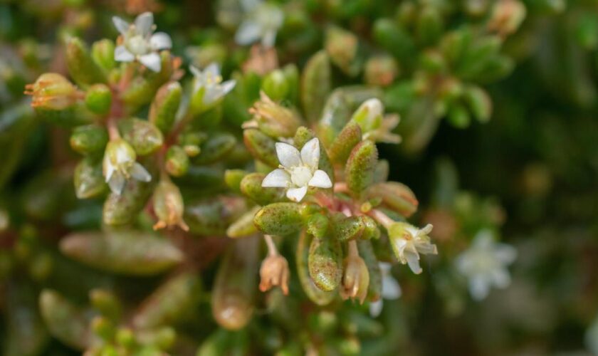 Si cette plante se trouve dans votre jardin, vous risquez 150.000 euros d’amende