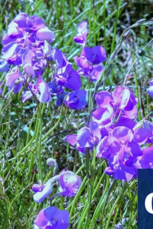 Spiky blue devils and chocolate lilies: Victorian grassland bursts with wildflowers after ecological ‘reset’