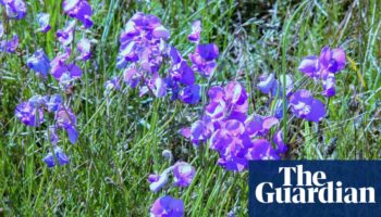 Spiky blue devils and chocolate lilies: Victorian grassland bursts with wildflowers after ecological ‘reset’