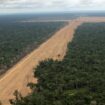 Stopping Amazon deforestation leads to lower hospital cases