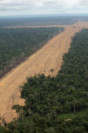 Stopping Amazon deforestation leads to lower hospital cases