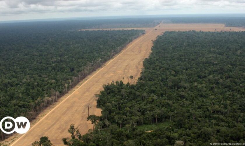 Stopping Amazon deforestation leads to lower hospital cases