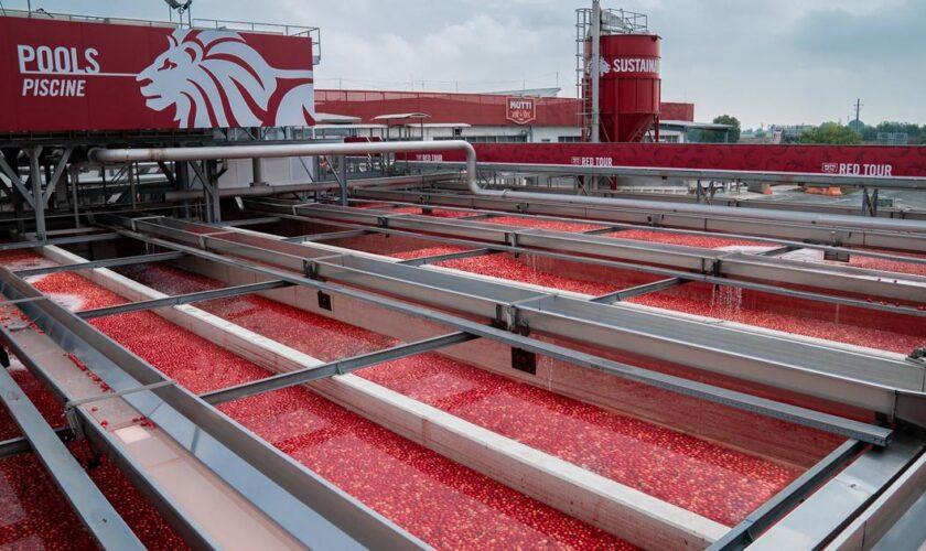 Tomates: face à la surproduction chinoise le géant italien Mutti tente de résister