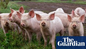 UK failing animals with just one welfare inspector for every 878 farms – report