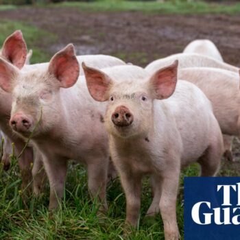 UK failing animals with just one welfare inspector for every 878 farms – report