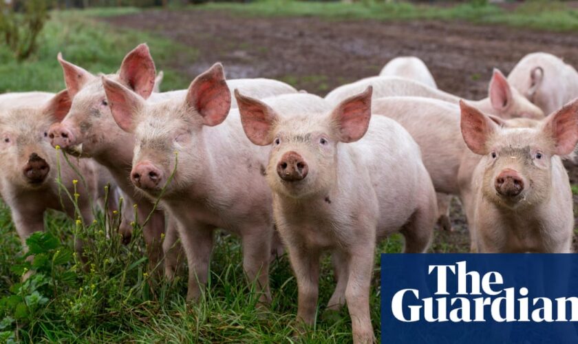 UK failing animals with just one welfare inspector for every 878 farms – report