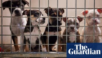 UK ministers support bill to crack down on puppy smuggling