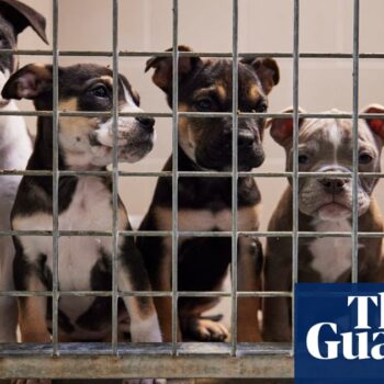 UK ministers support bill to crack down on puppy smuggling