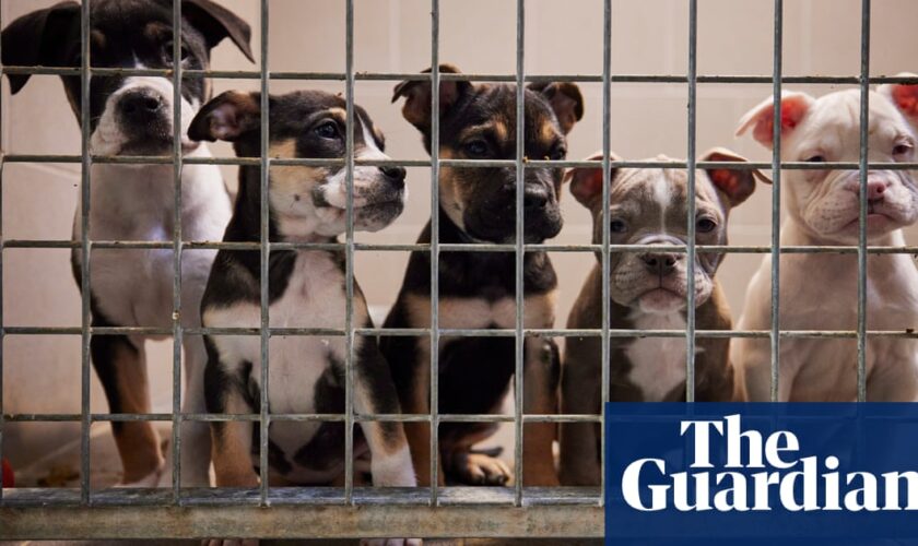 UK ministers support bill to crack down on puppy smuggling