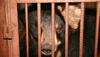 Un hombre es atacado por un oso en un supermercado del noreste de Japón mientras se multiplican los avistamientos en zonas pobladas